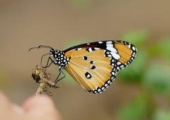 Danaus chrysippus