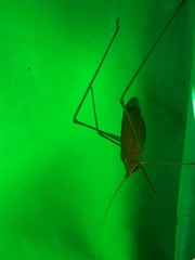 Acrometopa servillea