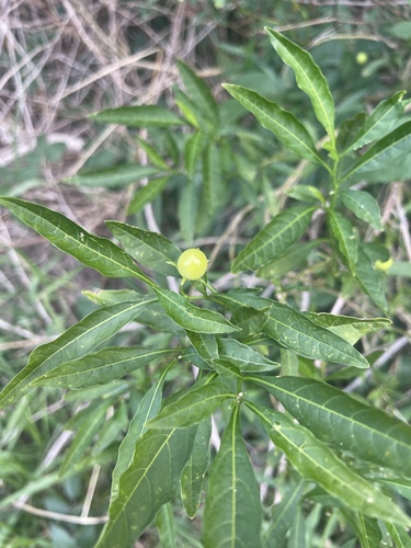 Solanum pseudocapsicum observed 2024-12-08