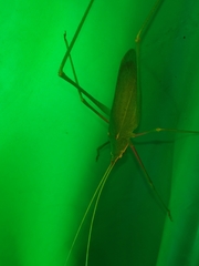 Acrometopa servillea