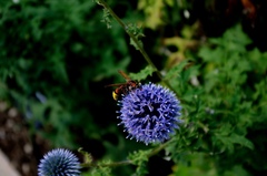 Delta unguiculatum