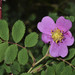 Woods' Rose - Photo (c) Don Loarie, some rights reserved (CC BY)