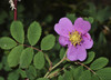 Woods' Rose - Photo (c) Don Loarie, some rights reserved (CC BY), uploaded by Don Loarie