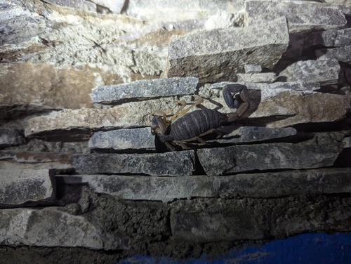 Edward's Bark Scorpion