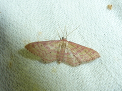Idaea rhodogrammaria