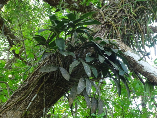 Image of Epidendrum stamfordianum by (c) Alexis López Hernández, some rights reserved (CC BY)