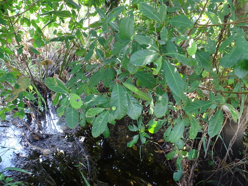 Image of Ficus maxima by (c) Alexis López Hernández, some rights reserved (CC BY)