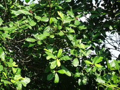 Ficus maxima, photograph (c) Alexis López Hernández, some rights reserved (CC BY)