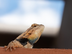 Sceloporus uniformis