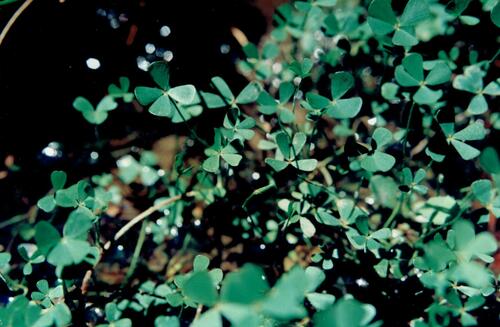 Lusitanian Water Clover (Marsilea batardae)
