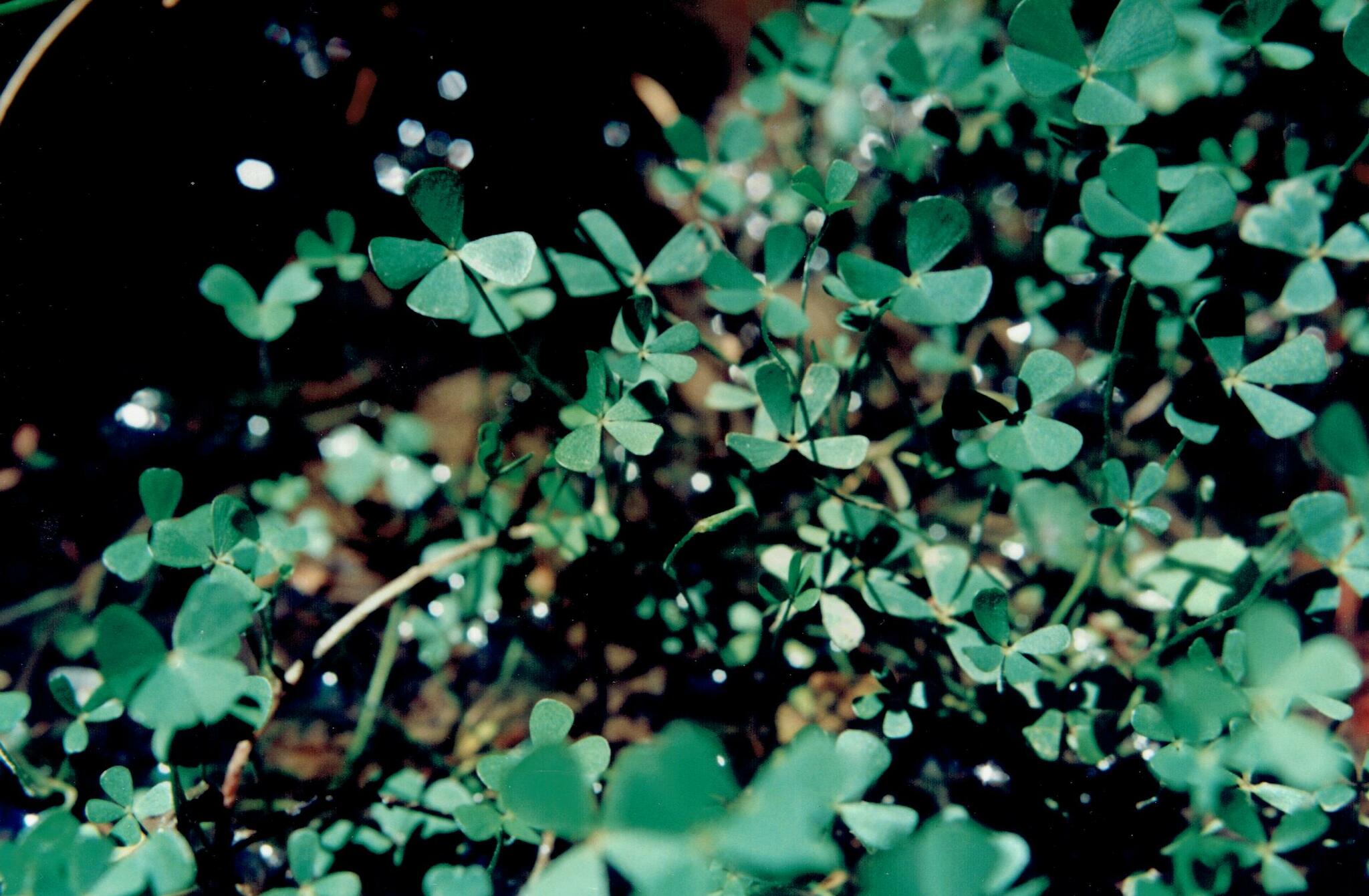 Lusitanian Water Clover (Marsilea batardae)