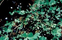Marsilea batardae
