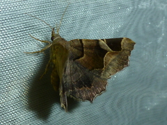 Zethes insularis