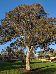 Eucalyptus leucoxylon megalocarpa