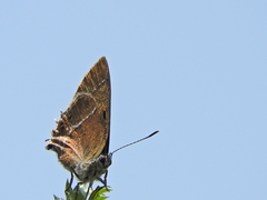Callophrys xami xami