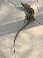 Podarcis siculus siculus