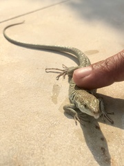 Podarcis siculus siculus