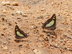 Polyura agraria