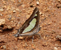 Polyura agraria