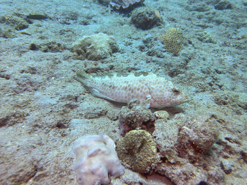 Brownspotted grouper (Epinephelus bilobatus) — Serranidae — 4