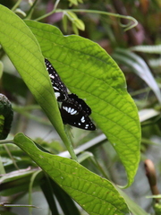 Phaedyma amphion
