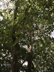 Celtis australis
