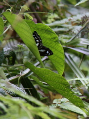 Phaedyma amphion