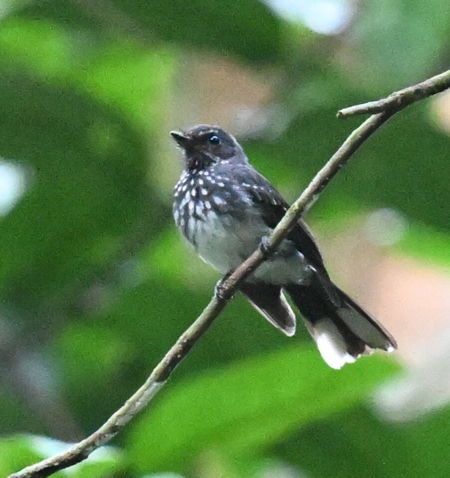 Spotted Fantail (Rhipidura perlata), photo 7