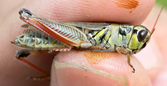 Melanoplus borealis