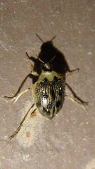 Peltodytes edentulus