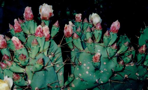 Opuntia stricta