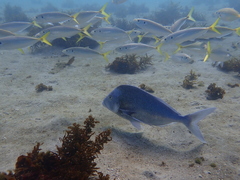 Nemadactylus douglasii