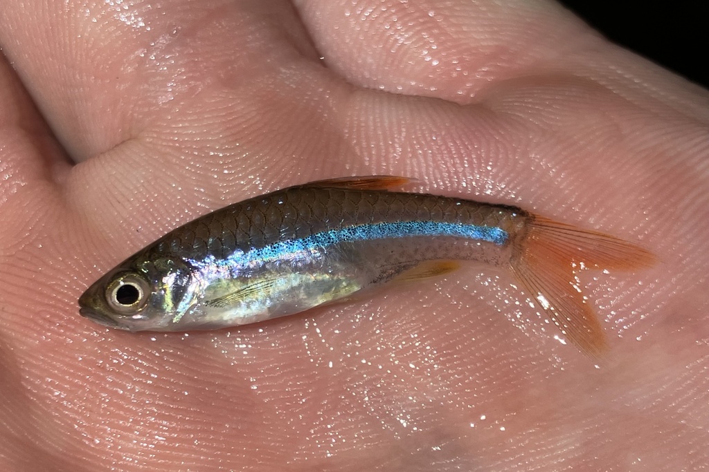 Sarawak rasbora (Rasbora sarawakensis) — Cyprinidae