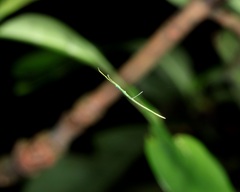 Ariamnes cylindrogaster