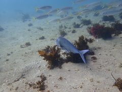 Nemadactylus douglasii