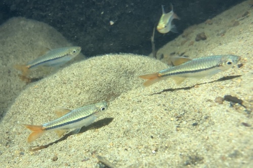 Sarawak-rasbora (Rasbora sarawakensis) — Cyprinidae