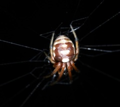 Araneus ejusmodi