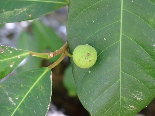 Ficus maxima, photograph 6