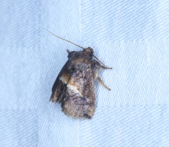 Trichogyia semifascia