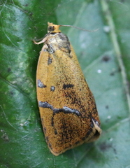 Ptycholoma lecheana