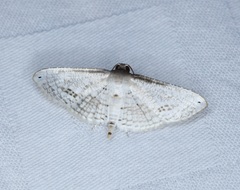 Calindoea anticalis