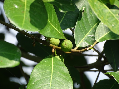 Ficus maxima, photograph 5