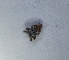 Borysthenes emarginatus