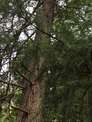 Cedrus deodara
