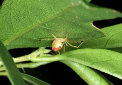 Thwaitesia glabicauda