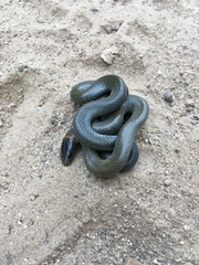 Diadophis punctatus modestus