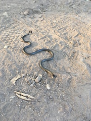 Diadophis punctatus modestus