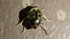Peltodytes edentulus