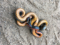 Diadophis punctatus modestus