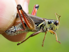 Melanoplus borealis